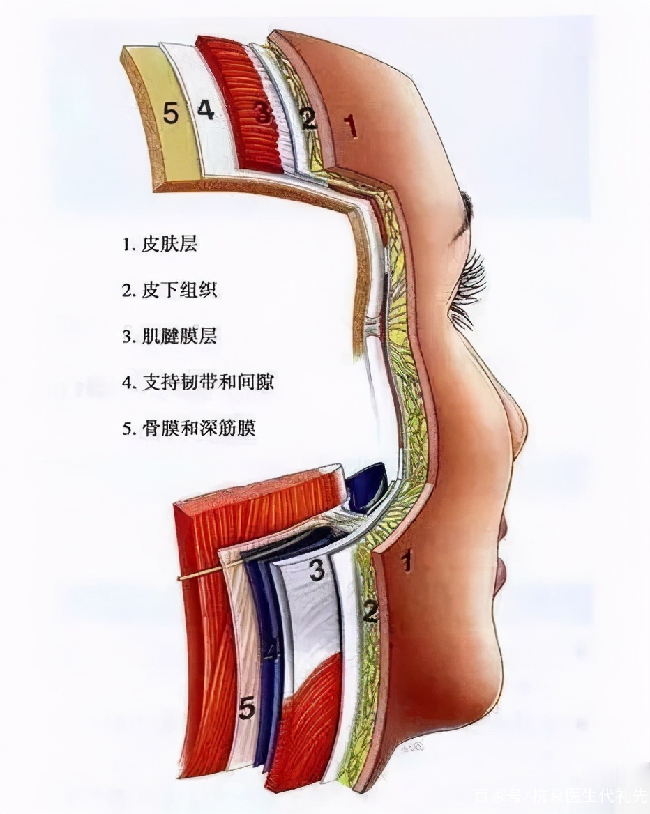 拉皮手术皮肤怎么剥离?能剥到哪里? 拉皮手术皮肤怎么剥离?能剥到哪里?